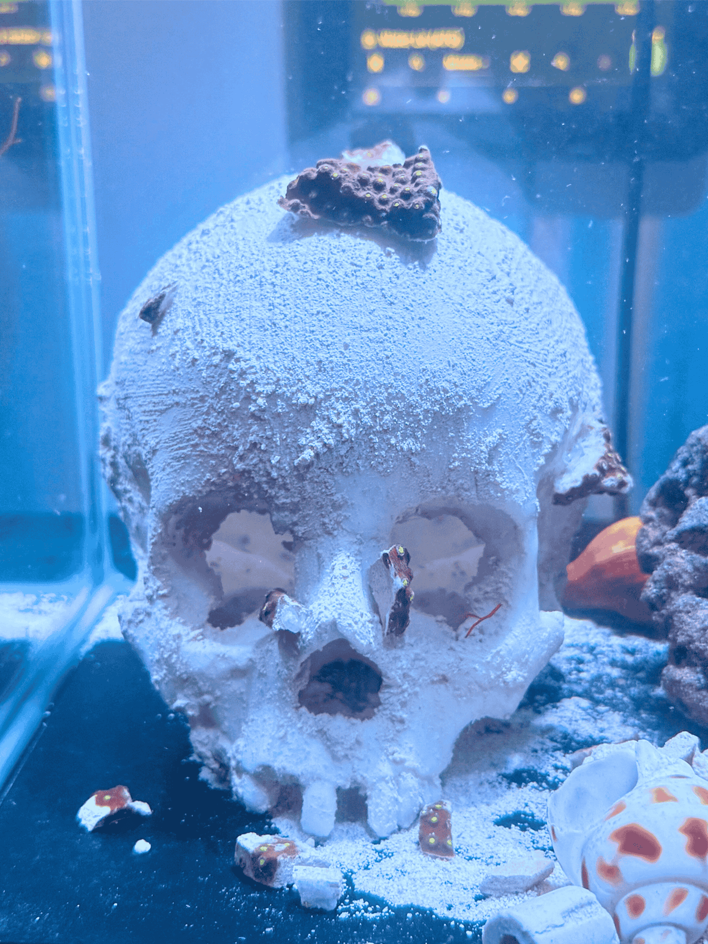 Skull